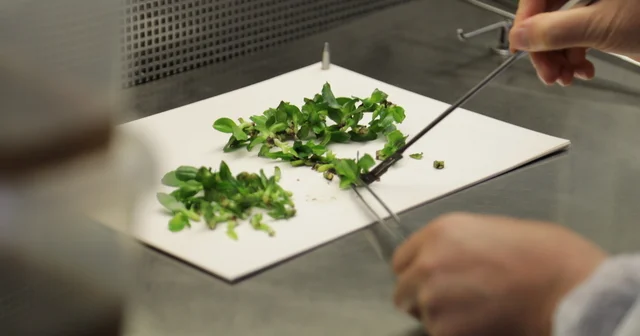 SATSO heyeti doku kültürü laboratuvarlarını basın mensuplarına tanıttı Sakarya Haberleri