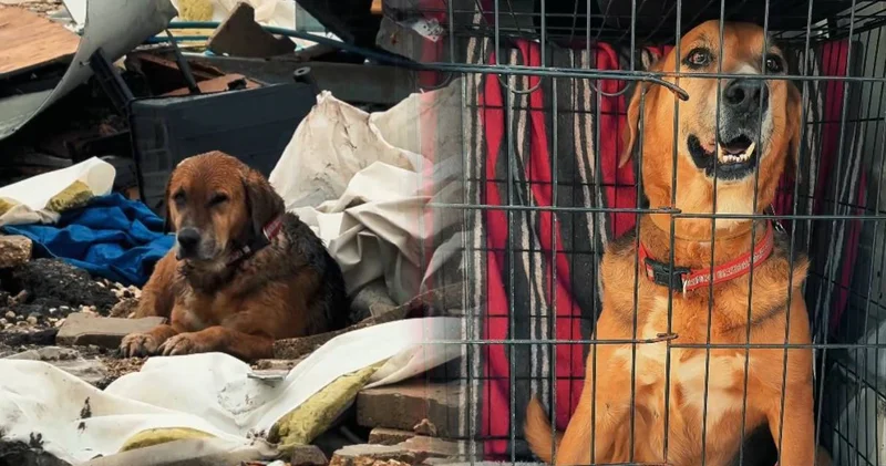 Yıkılan konteyner kentteki görüntüleri yürek yakmıştı! Konti isimli köpekten sevindiren haber