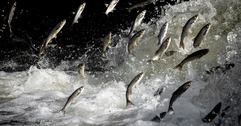 Bilenler ona balıkların kralı diyor: Tüm dünyada afiyetle yeniyor Sözcü Gazetesi