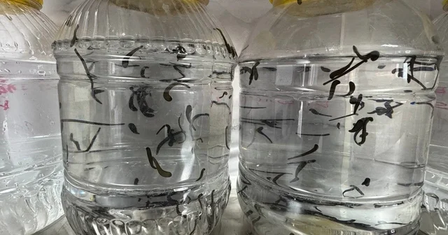 Eğirdir de yılda 20 bin tıbbi sülük kontrollü ortamda üretiliyor Üretilen tıbbi sülükler sağlık ve bilim alanında kullanılıyor Isparta Haberleri