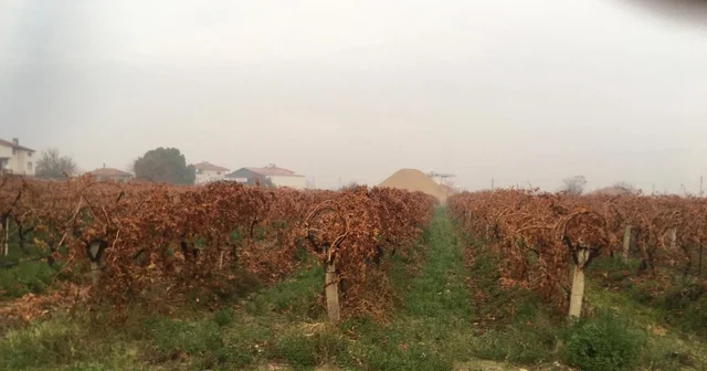 Sağanak yağmur çiftçileri sevindirdi Manisa Haberleri