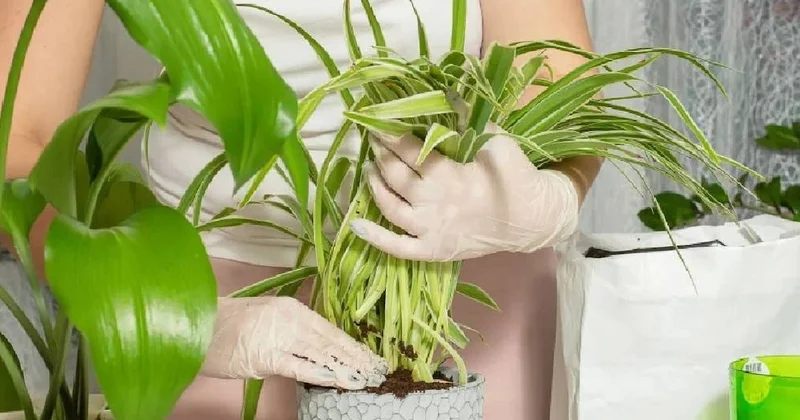 Penceresiz odalar için en dayanıklı bitkiler belli oldu: Karanlıkta bile büyüyorlar Sözcü Gazetesi