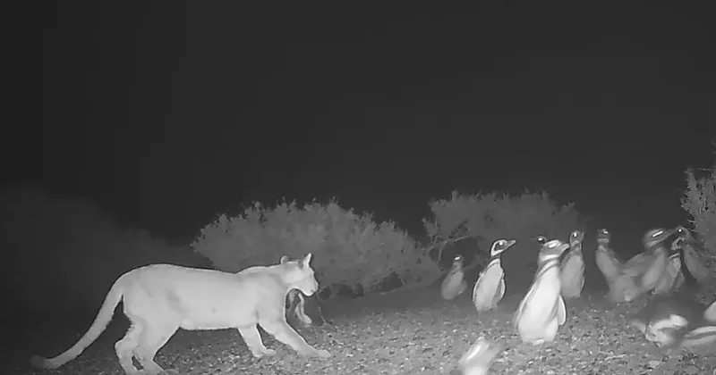 Daha önce hiç görülmemişti: Penguenleri avlıyorlar Sözcü Gazetesi