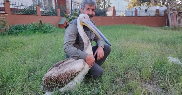Yaralı pelikanın yürek ısıtan dostluğu Adana Haberleri