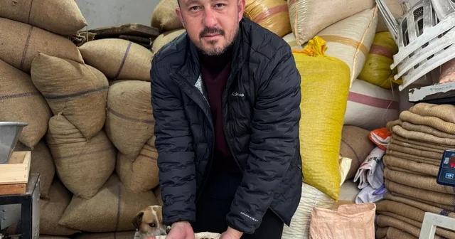 Giresun da fındık fiyatı yılbaşına günler kala yükselişe geçti Giresun Haberleri