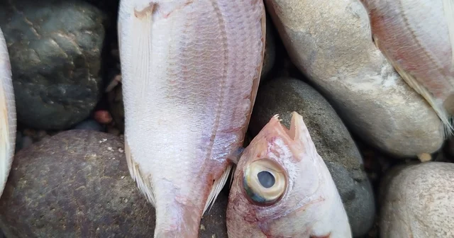 Datça da sahilde görülen balık ölümlerinde tehlikeli bir bulguya rastlanmadı Muğla Haberleri
