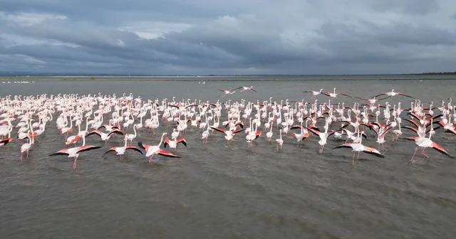 Enez Gala Gölü flamingolara ev sahipliği yapıyor Edirne Haberleri