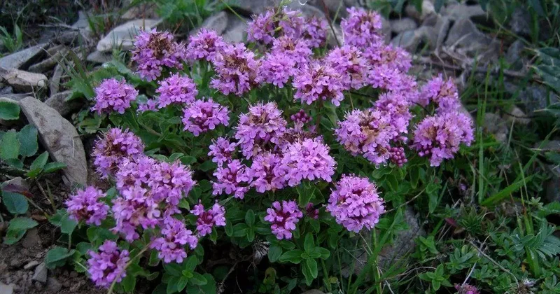 Yurt dışına kaçırmak istediği çiçek hayatını karattı: 557 bin lira ceza kesildi