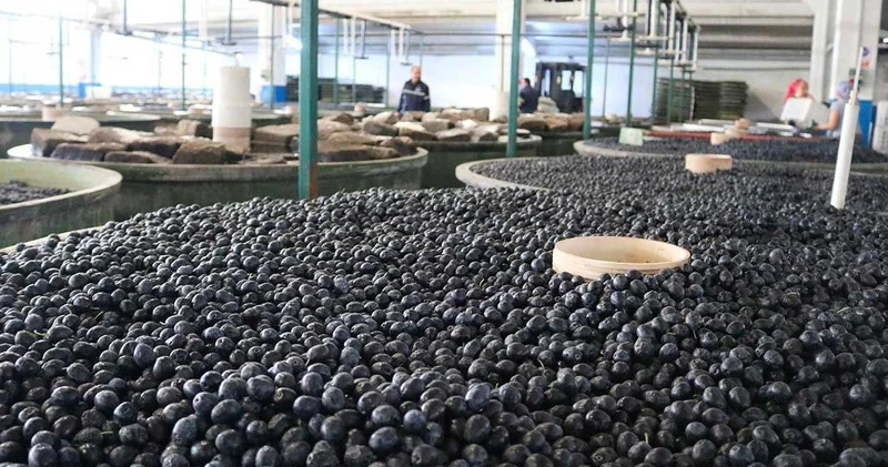 Türkiye nin zeytin devi 13 Şubat’ta 860 milyon lira ödeme yapacak
