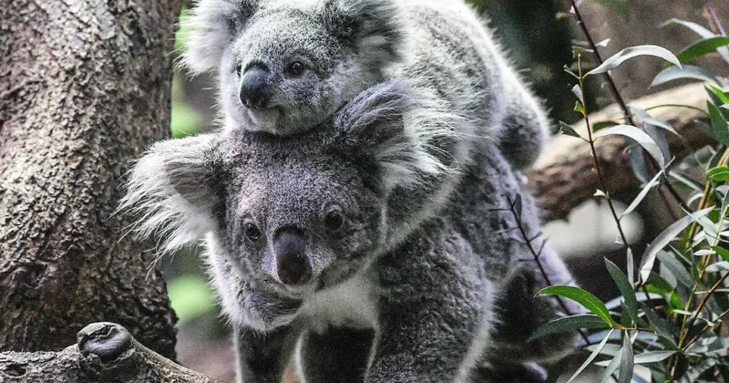 Avustralya da koala nüfusu krizi: Ekosistemin kapasitesini aşabilir