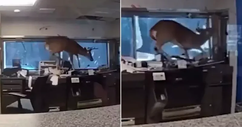 Banka alarmı çalınca polis gitti, davetsiz misafirle karşılaştı