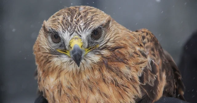 Bitkin halde bulunan Kızıl şahin koruma altına alındı Sivas Haberleri