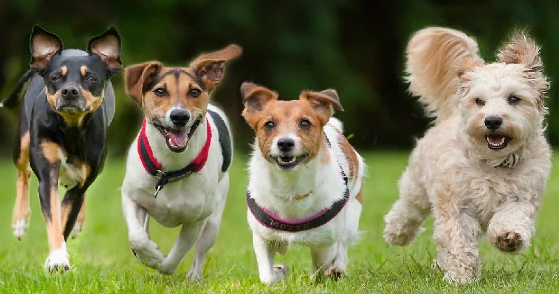Yaşlılıkta sessiz kalkan: Köpek sahibi olanlar daha az demans oluyor