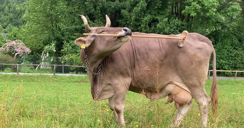 Kaşınmak için sopa kullanan inek bilim dünyasına damga vurdu