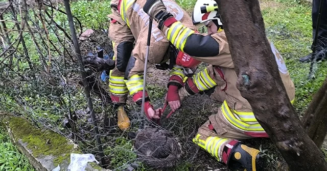 Tel örgüye sıkışan tilki kurtarıldı Manisa Haberleri