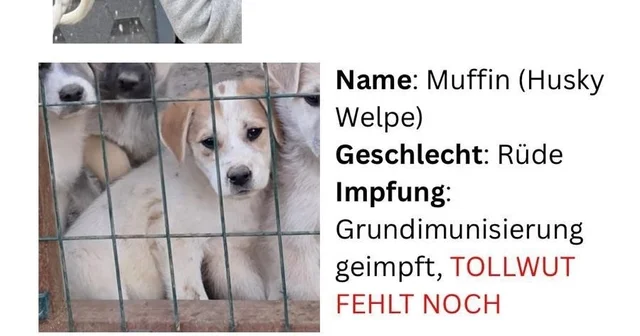 Hayvan severlerden, hayvan kaçakçılığı iddiası Nevşehir Haberleri