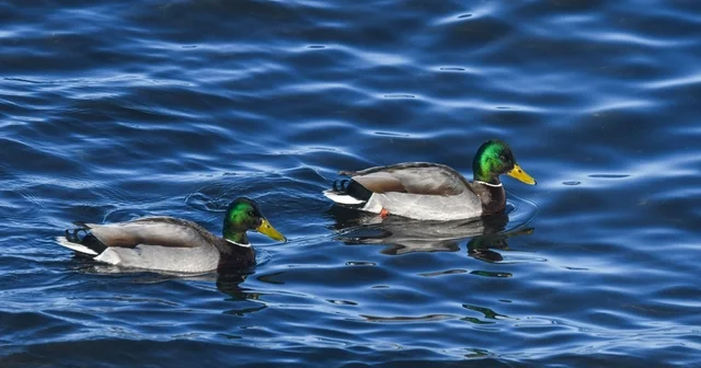 Tatvan sahilinde yeşilbaş ördekler fotoğraflandı Bitlis Haberleri