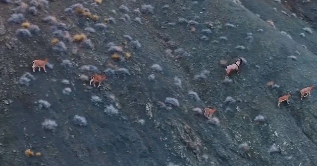 Giresun un dağlarındaki yaban keçileri mercek altında Giresun Haberleri