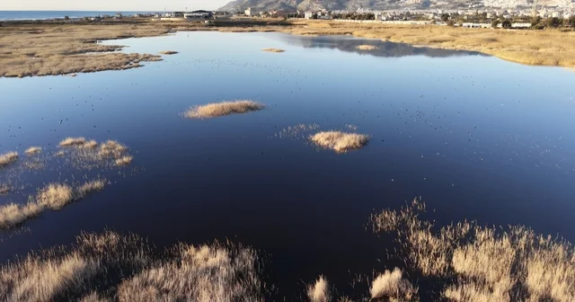 Yağışlarla birlikte suyla dolan Milleyha Kuş Cenneti dron ile görüntülendi Hatay Haberleri