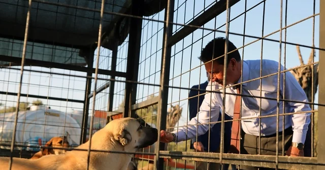 Muğla Büyükşehir 4 bin 34 can dostu sahiplendirdi Muğla Haberleri