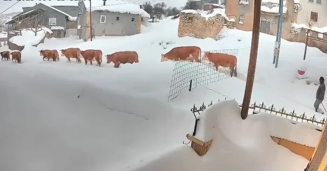 Malatya da büyükbaş hayvanların karla mücadelesi görüntülendi Malatya Haberleri