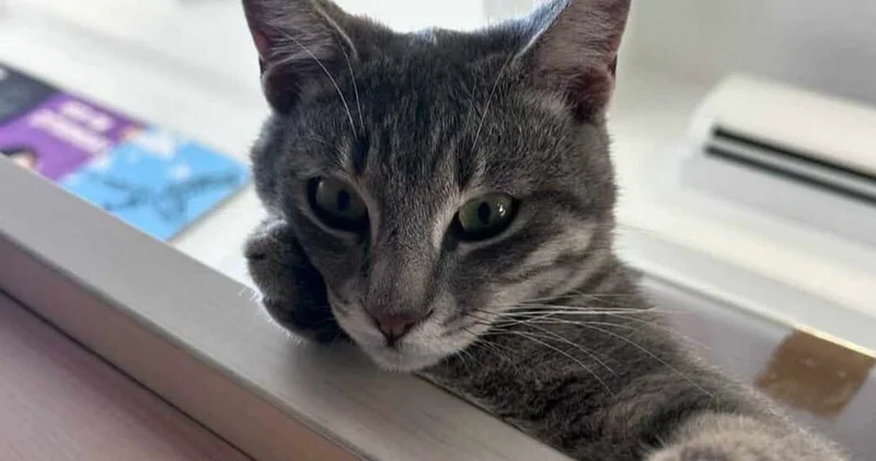 Bodrum’da üniversite kampüsünde korkunç olay: Kedi ölü bulundu