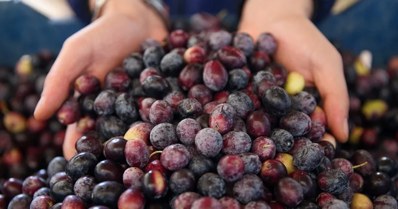 Marmarabirlik, ortaklarına 860 milyon lira ödeme yapacak İş Yaşam Haberleri