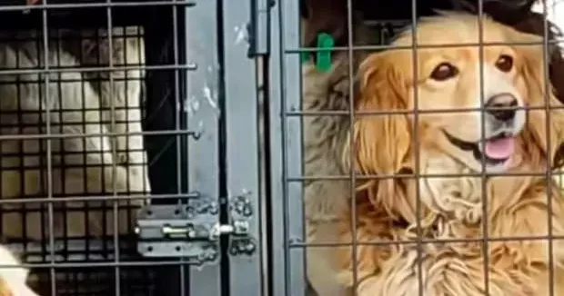 Nevşehir haberleri İyilik bahane vurgun şahane: Nevşehir de hayvan kaçakçılığı iddiası! 23 Ocak 2026