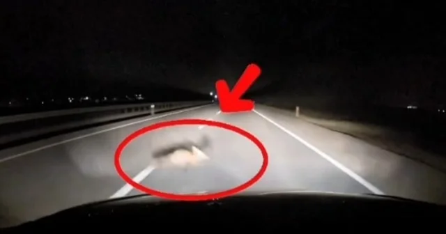 Yola atlayan tilkiye araç çarptı Bursa Haberleri