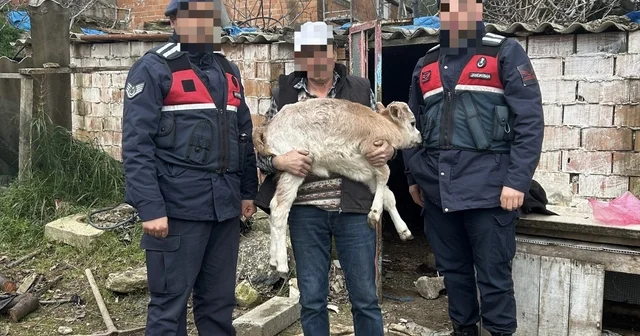 Söke de büyükbaş hayvan hırsızlığı ve ruhsatsız silah operasyonu Aydın Haberleri