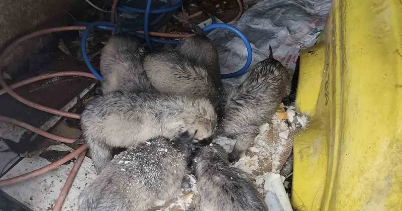 Mardin’de insanlık ölmemiş dedirten hareket: Donmak üzere olan yavruların imdadına yetişti