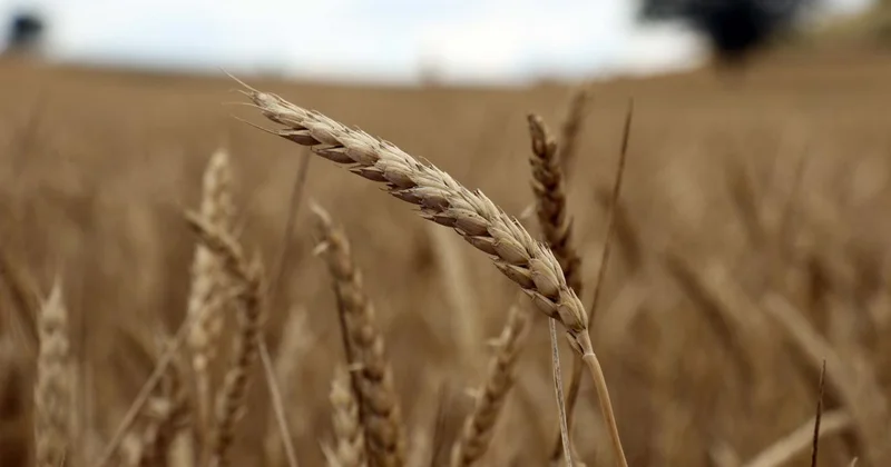 Destek ödemeleri çiftçilerin hesaplarına yatırılmaya başladı