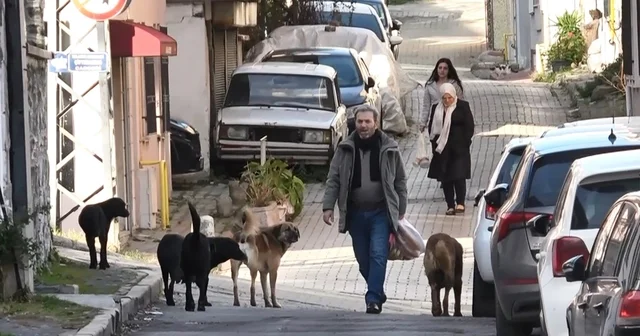 Sürü halindeki başıboş köpekler ekipleri görünce kaçtı Samsun Haberleri