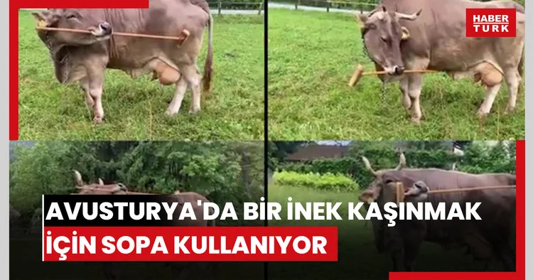 Avusturya da bir inek kaşınmak için sopa kullanıyor