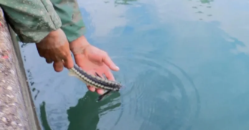 100 bin liraya aldığı balığı denize bıraktı Sözcü Gazetesi