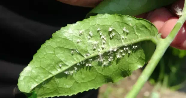 Trabzon haberleri Üçlü istilacı tür, çiftçinin kâbusu oldu! Doğu Karadeniz’de yayılıyor 23 Şubat 2026