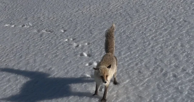 Adilcevaz da tilkinin dron ile imtihanı Bitlis Haberleri