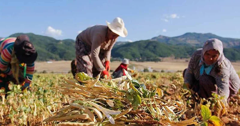 Şırnak’ta çiftçilere 25 bin 200 fidan dağıtıldı
