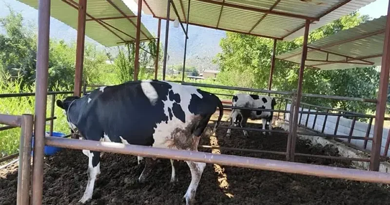 Muğla da 11 mahalle şap hastalığı nedeniyle karantinaya alındı