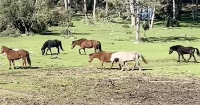 Bursa da yılkı atlarının özgürlük gezisi Bursa Haberleri