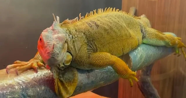 Kaçak yollarla getirilen egzotik hayvanlar muhafazaya alındı Samsun Haberleri