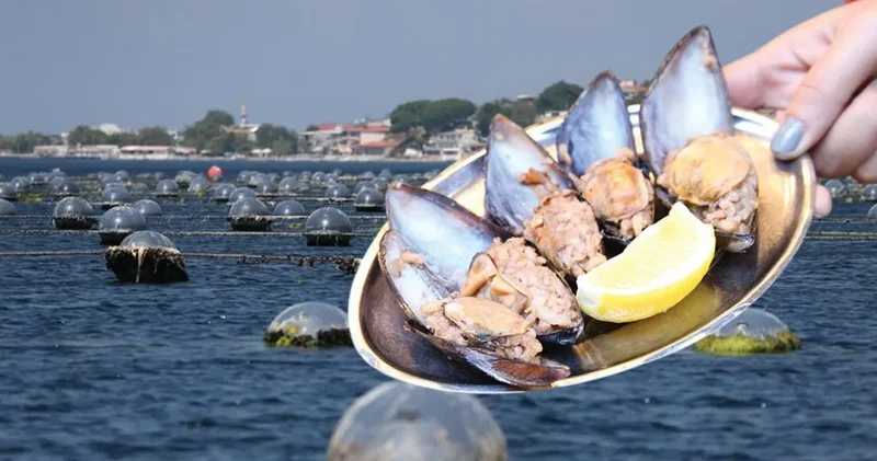 Midyelerde büyük tehlike! Halk sağlığını tehdit ediyor