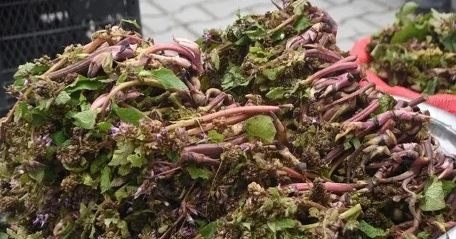 Sinop ta şifa kaynağı zılbıt pazara indi Sinop Haberleri