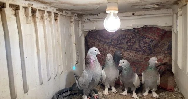 Ağrı da dondurucu soğuğa rağmen 7 yıldır güvercin yetiştiriyorlar Ağrı Haberleri