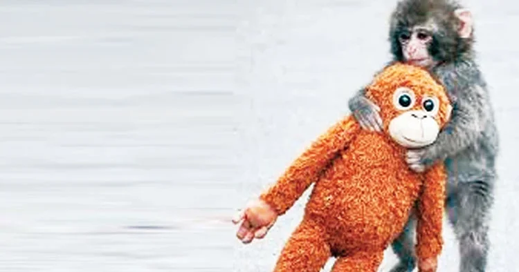 Punch’ın oyuncağı yok satıyor