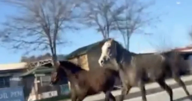 Çorum da başıboş atlar trafiği tehlikeye attı: O anlar kamerada Çorum Haberleri