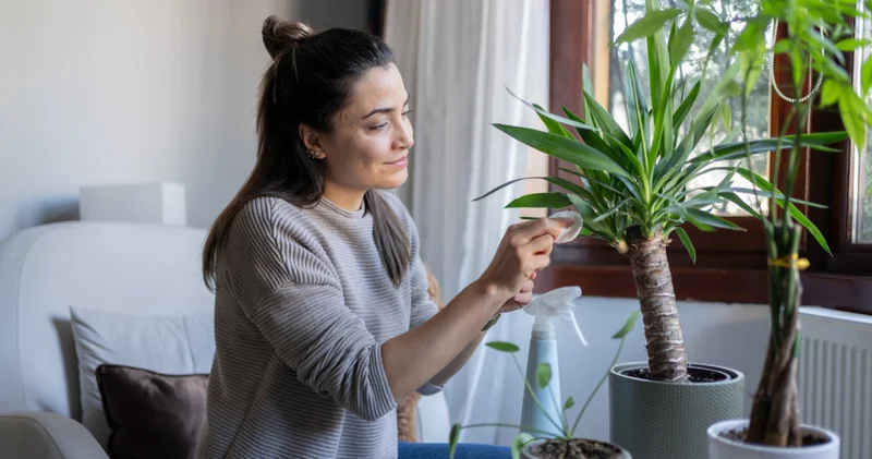 Evde yetişen bitkiler Sadece dekor mu, yoksa doğal terapi mi?