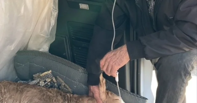 Buzağısının serumu bitene kadar başından ayrılmadı, uzun hava okudu Batman Haberleri