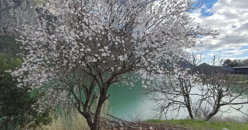 Badem ağaçları baharı müjdeledi Burdur Haberleri