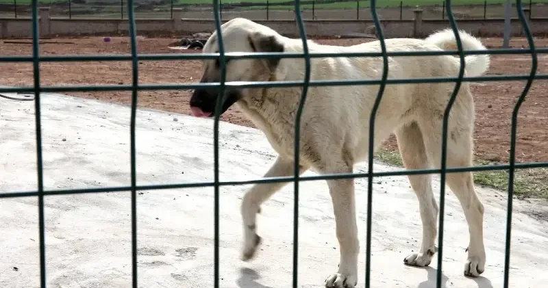 İstanbul da kuduz vakalarında patlama iddiaları yalanlandı: Valilik tarih vererek açıklamada bulundu Gündem Haberleri